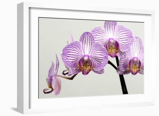 Orchid-2017-33-Gordon Semmens-Framed Giclee Print