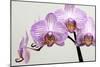 Orchid-2017-33-Gordon Semmens-Mounted Giclee Print