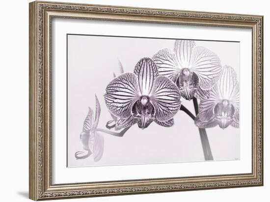 Orchid-2017-33bw-Gordon Semmens-Framed Giclee Print