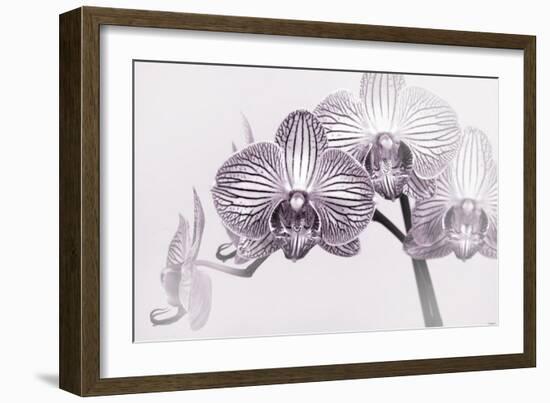 Orchid-2017-33bw-Gordon Semmens-Framed Giclee Print