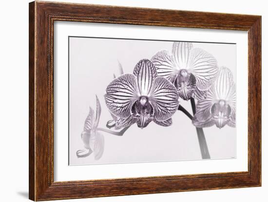 Orchid-2017-33bw-Gordon Semmens-Framed Giclee Print