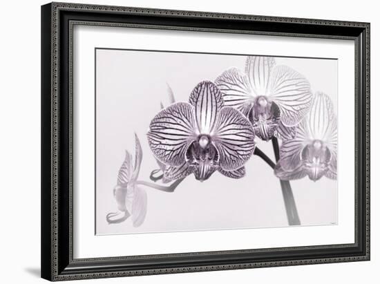 Orchid-2017-33bw-Gordon Semmens-Framed Giclee Print