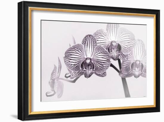Orchid-2017-33bw-Gordon Semmens-Framed Giclee Print