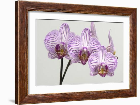 Orchid-2017-34-Gordon Semmens-Framed Giclee Print