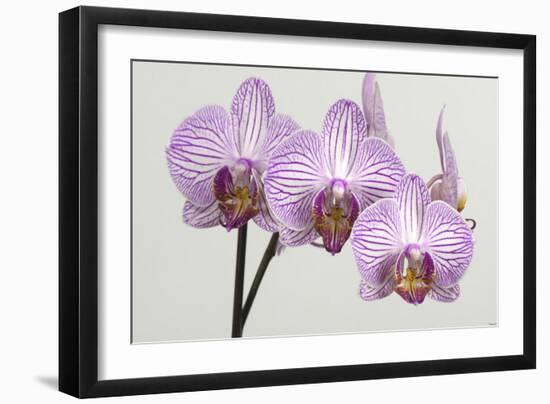 Orchid-2017-34-Gordon Semmens-Framed Giclee Print