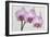 Orchid-2017-34-Gordon Semmens-Framed Giclee Print