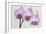 Orchid-2017-34-Gordon Semmens-Framed Giclee Print