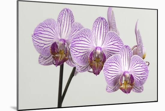 Orchid-2017-34-Gordon Semmens-Mounted Giclee Print