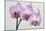 Orchid-2017-34-Gordon Semmens-Mounted Giclee Print