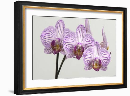 Orchid-2017-34-Gordon Semmens-Framed Giclee Print