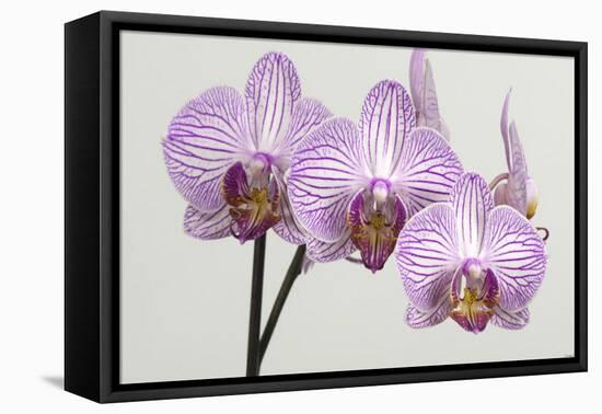 Orchid-2017-34-Gordon Semmens-Framed Premier Image Canvas