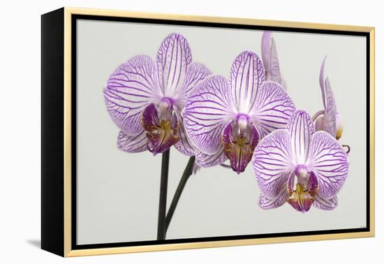 Orchid-2017-34-Gordon Semmens-Framed Premier Image Canvas