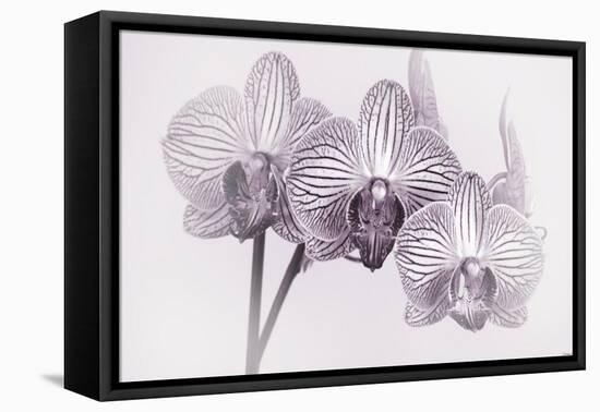 Orchid-2017-34bw-Gordon Semmens-Framed Premier Image Canvas