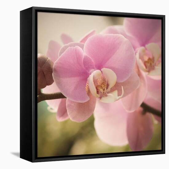 Orchid Affair-Marlana Semenza-Framed Stretched Canvas