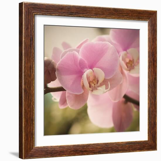 Orchid Affair-Marlana Semenza-Framed Art Print