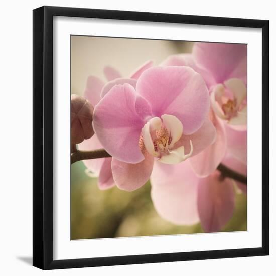 Orchid Affair-Marlana Semenza-Framed Art Print