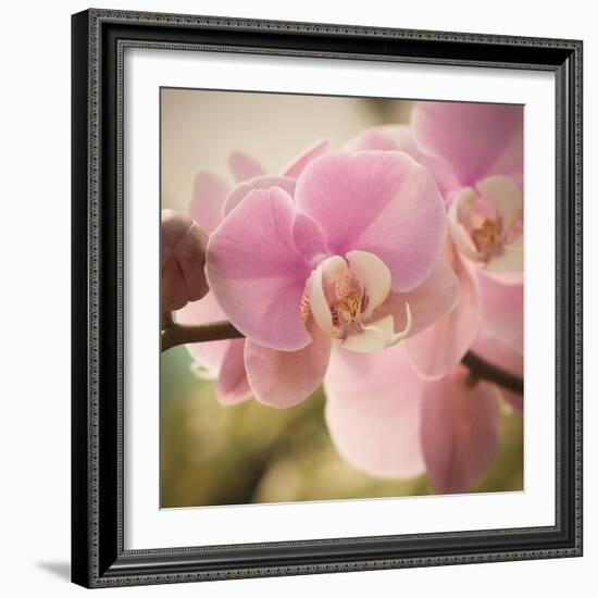 Orchid Affair-Marlana Semenza-Framed Art Print