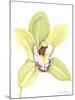 Orchid Beauty II-Jennifer Goldberger-Mounted Art Print