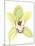 Orchid Beauty II-Jennifer Goldberger-Mounted Art Print