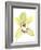 Orchid Beauty II-Jennifer Goldberger-Framed Art Print