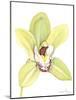 Orchid Beauty II-Jennifer Goldberger-Mounted Art Print