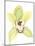 Orchid Beauty II-Jennifer Goldberger-Mounted Art Print