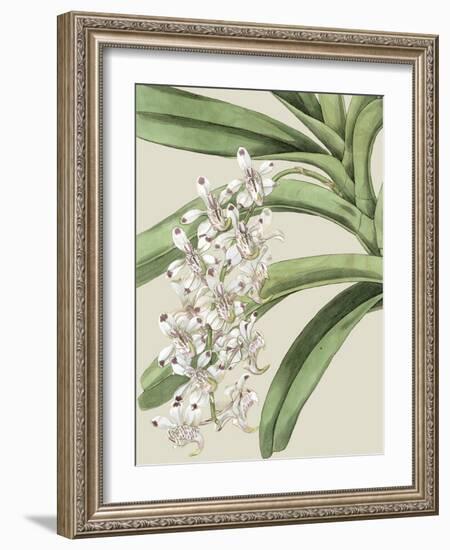 Orchid Blooms I-Vision Studio-Framed Art Print