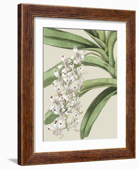 Orchid Blooms I-Vision Studio-Framed Art Print