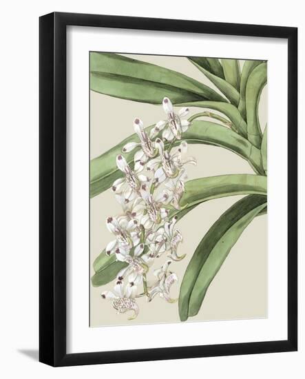 Orchid Blooms I-Vision Studio-Framed Art Print