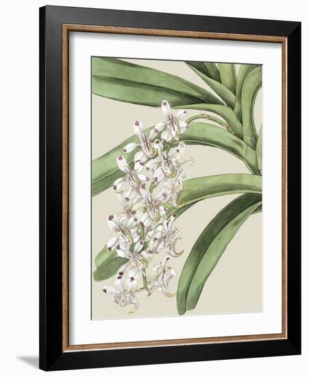 Orchid Blooms I-Vision Studio-Framed Art Print