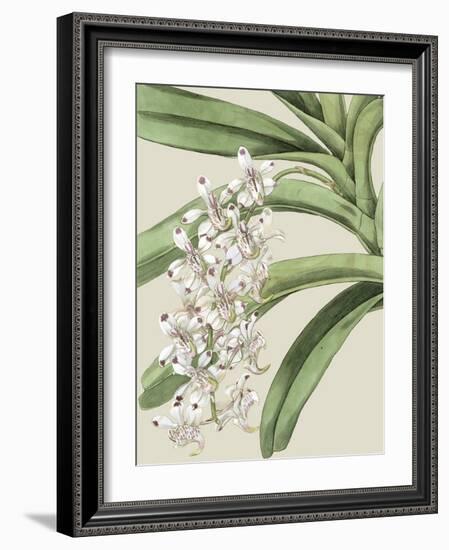 Orchid Blooms I-Vision Studio-Framed Art Print