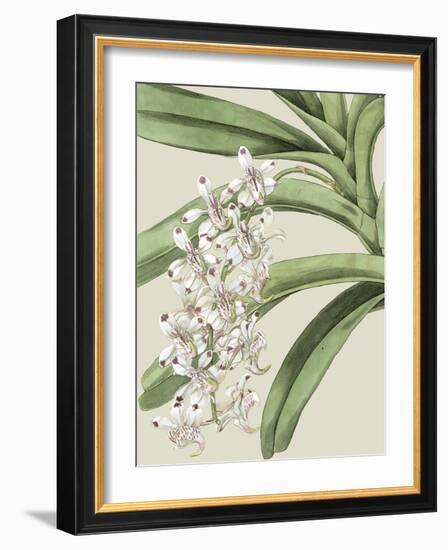 Orchid Blooms I-Vision Studio-Framed Art Print