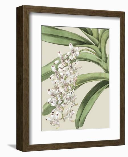 Orchid Blooms I-Vision Studio-Framed Premium Giclee Print