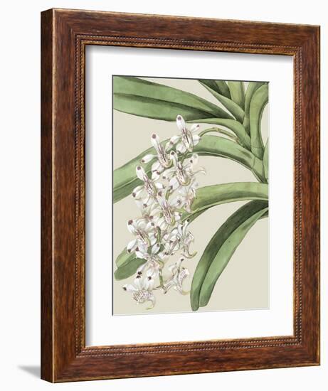 Orchid Blooms I-Vision Studio-Framed Premium Giclee Print