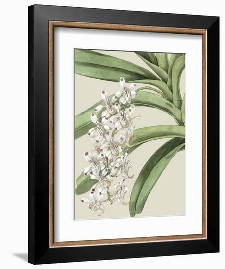 Orchid Blooms I-Vision Studio-Framed Premium Giclee Print