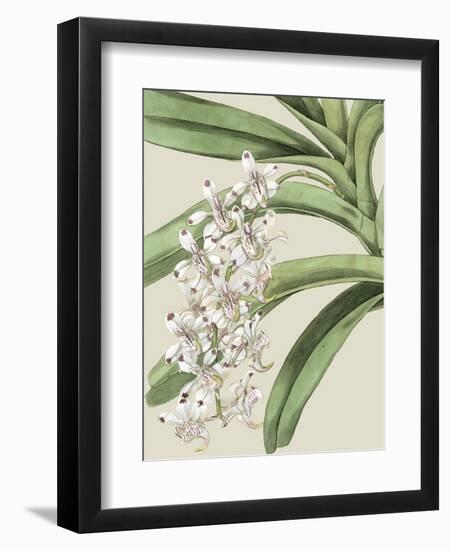 Orchid Blooms I-Vision Studio-Framed Premium Giclee Print