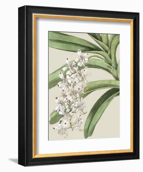 Orchid Blooms I-Vision Studio-Framed Premium Giclee Print