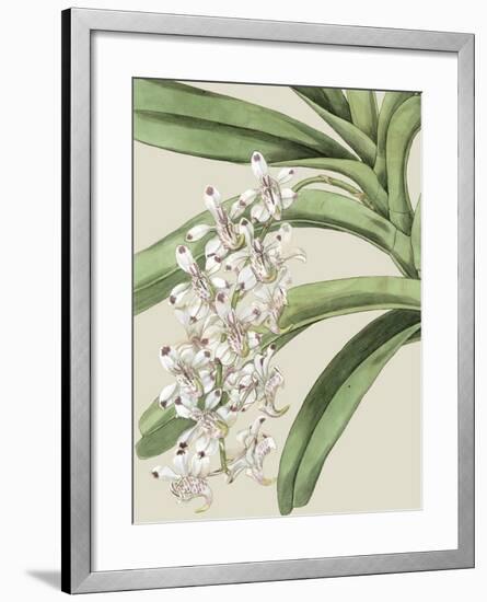 Orchid Blooms I-Vision Studio-Framed Art Print