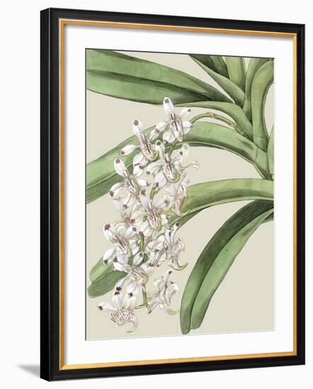 Orchid Blooms I-Vision Studio-Framed Art Print