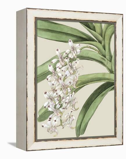 Orchid Blooms I-Vision Studio-Framed Stretched Canvas