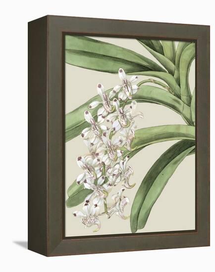 Orchid Blooms I-Vision Studio-Framed Stretched Canvas