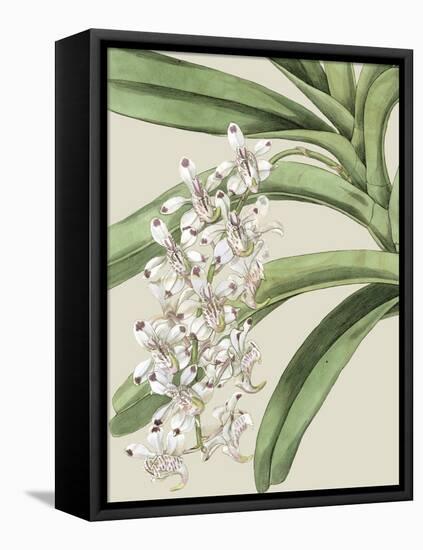 Orchid Blooms I-Vision Studio-Framed Stretched Canvas