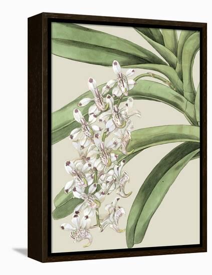 Orchid Blooms I-Vision Studio-Framed Stretched Canvas