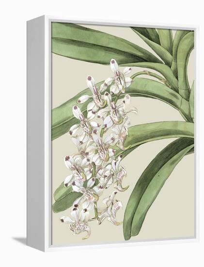 Orchid Blooms I-Vision Studio-Framed Stretched Canvas