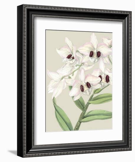 Orchid Blooms II-Vision Studio-Framed Art Print