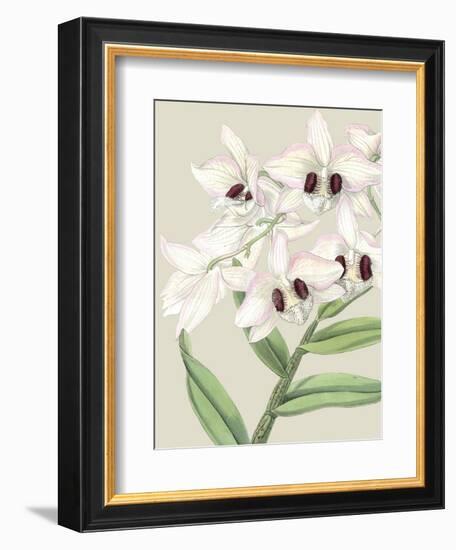 Orchid Blooms II-Vision Studio-Framed Art Print