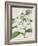 Orchid Blooms III-Vision Studio-Framed Art Print