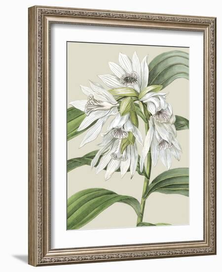 Orchid Blooms III-Vision Studio-Framed Art Print