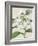 Orchid Blooms III-Vision Studio-Framed Art Print