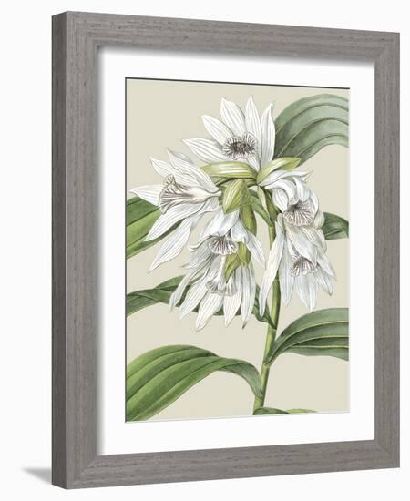 Orchid Blooms III-Vision Studio-Framed Art Print